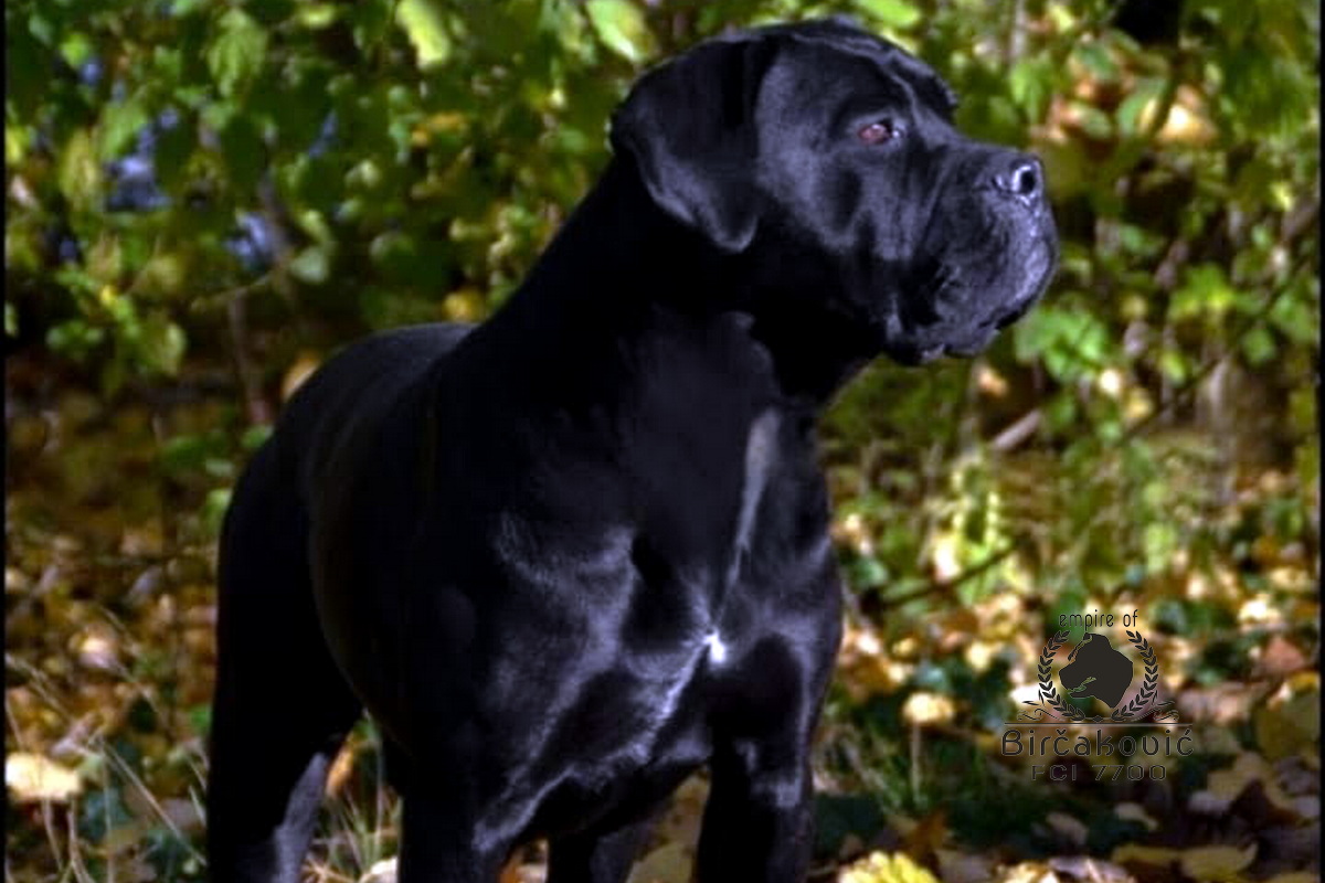 Fanta Del Nostro Destino