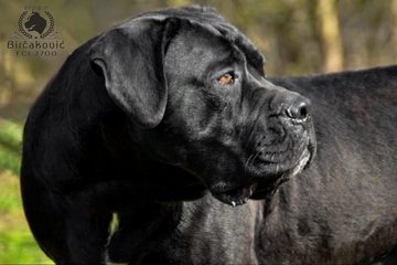 Fanta Del Nostro Destino