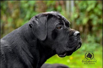 Fanta Del Nostro Destino