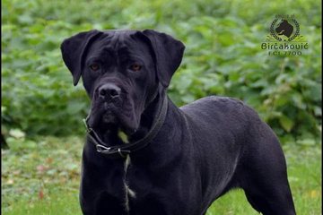 Fanta Del Nostro Destino