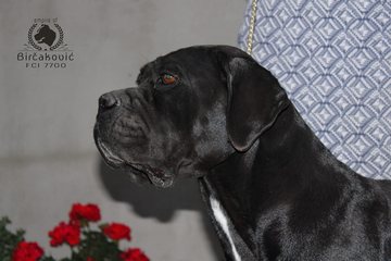 Fanta Del Nostro Destino