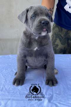 Litter S 2022