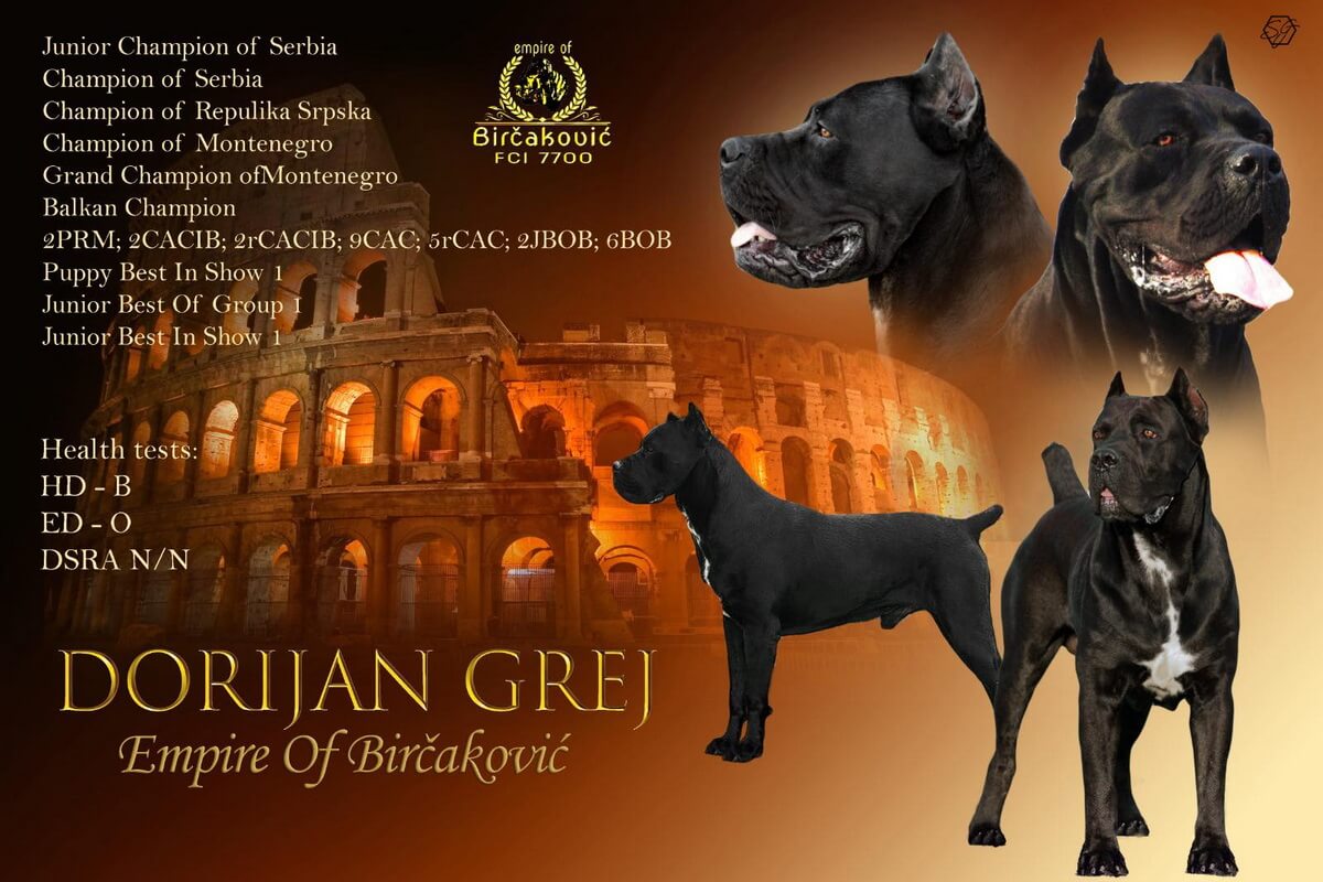 Dorijan Grej Empire of Bircakovic